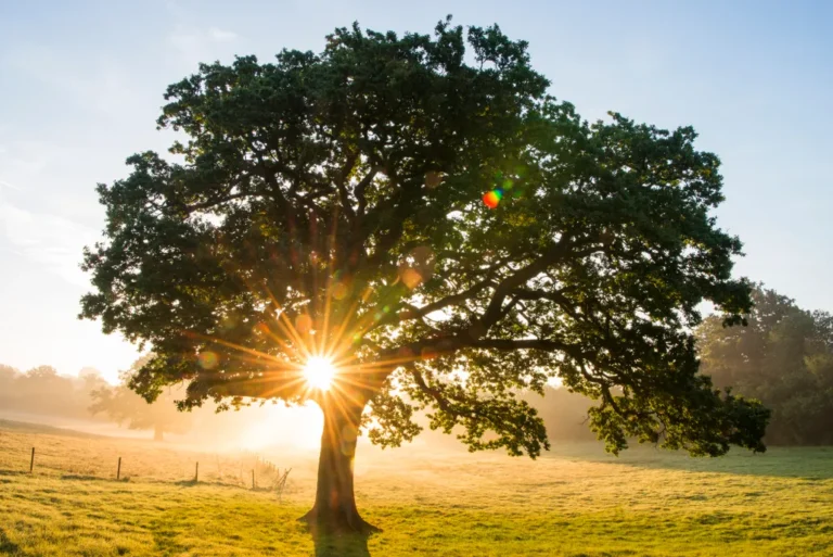 Oak trees